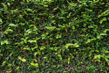 Green leaf wall texture background. Vine on the wall.
