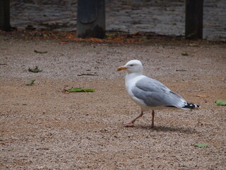 seagull in park