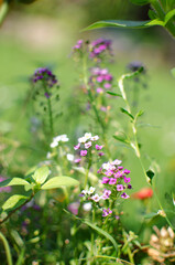 Fresh wildflowers bloom on the field on a beautiful sunny summer day