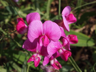 closeup of flowers