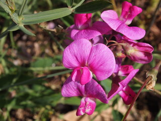 closeup of flowers