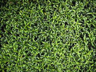 Obraz premium Green leaves texture top view background. Full frame of tropical dark green leaf tone.