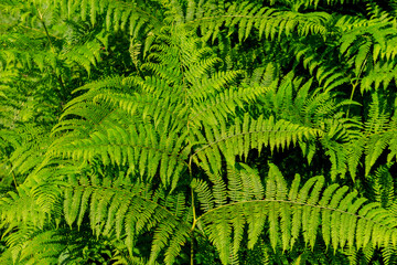 Large fern leaf. Plants in the mountain concept