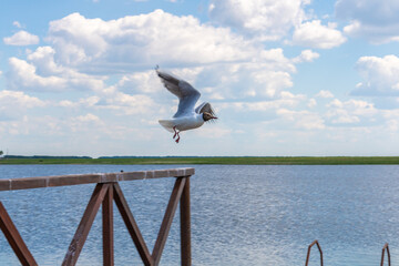 seagull on the pier