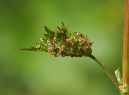 Leaf of grapevines with galls of Grape phylloxera, Daktulosphaira vitifoliae