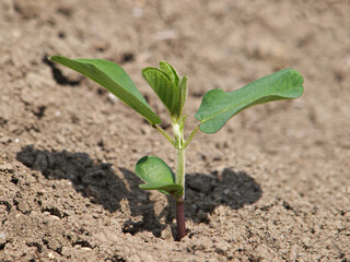 Young soybean plant on soil, Glycine max