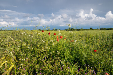 View across an English meadow as a summer storm grows