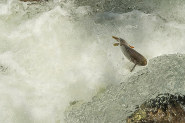 Yellowstone cutthroat trout swimming upstream to spawn   Yellowstone NP   Wyoming  © Tom