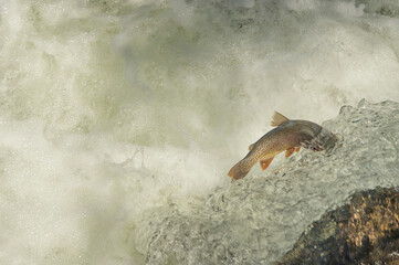 Yellowstone cutthroat trout swimming upstream to spawn;  Yellowstone NP;  Wyoming