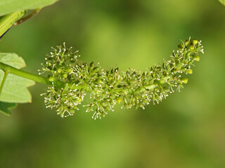 Flowering grape vine © emilio100