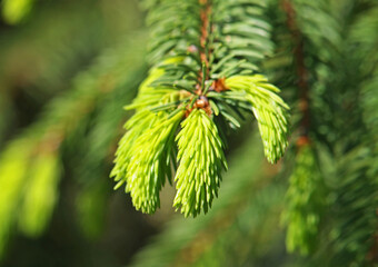 Fir tree branch with young buds