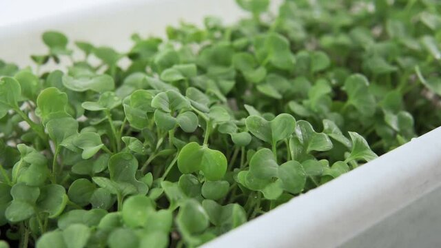 Sprouts microgreens. Green seedlings, young plants and cotyledons. Food photo. growing healthy diet food at home