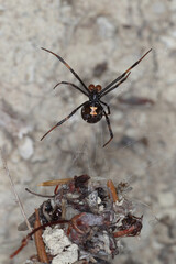 close-up/macro of an european black widow male Latrodectus tredecimguttatus in his net.