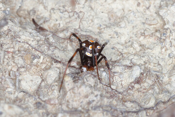 close-up/macro of an european black widow male Latrodectus tredecimguttatus in his net.