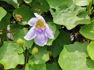 lilac flowers in the garden