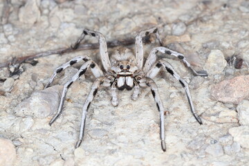 close-up/macro of a Spanish tarantula,exoskeleton , biggest spanish spider lycosa hispanica.