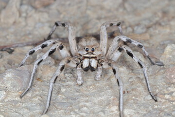 close-up/macro of a Spanish tarantula,exoskeleton , biggest spanish spider lycosa hispanica.