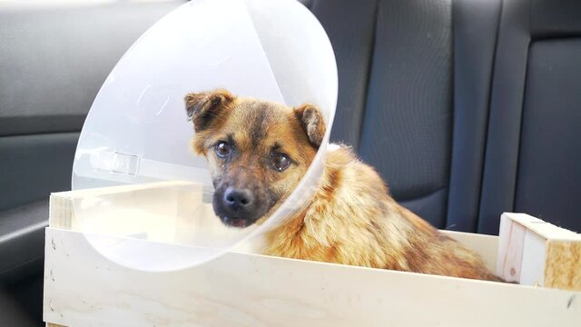 Homeless dog after treatment and surgery. Assistance to animals after injury or accident. Poor purebred dog with tears in his eyes. A volunteer helps the dog.