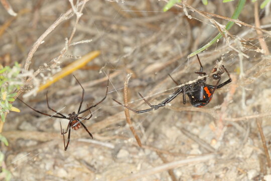 close-up/macro of two european black widows male and female Latrodectus tredecimguttatus in her net,pairing, mating.