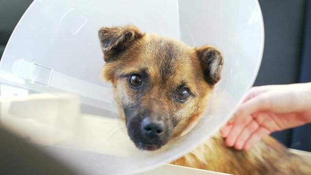 Homeless dog after treatment and surgery. Assistance to animals after injury or accident. Poor purebred dog with tears in his eyes. A volunteer helps the dog.
