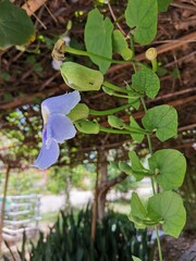 lilac flowers in the garden