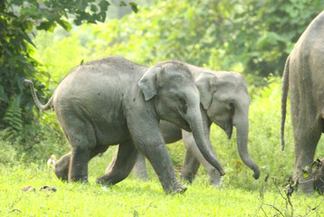 Indian (Asian) Elephant calf playing
