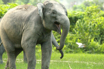 Indian Elephant agitated and about to  attack