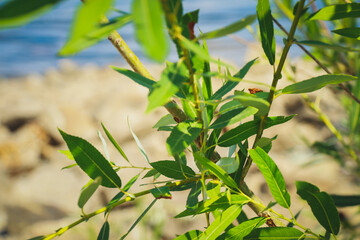 Plants on the banks of the Volga in Volgograd. Flowers, shrubs and trees.