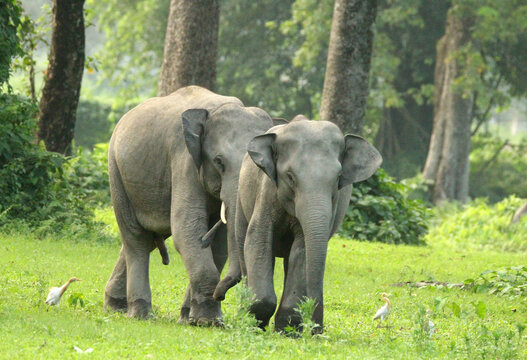 Indian (Asian) Elephant male in musth checking on the female