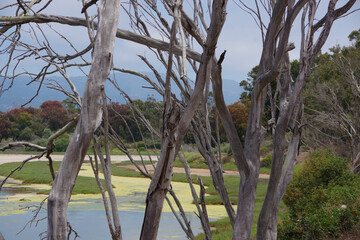 View of a natural slough area and water bird habitat near the California coast with some dead trees in the foreground and the Santa Ynez mountains ridge in the background