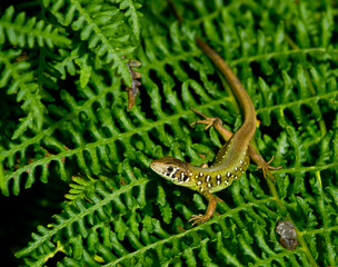 lagarto verdinegro (Lacerta schreiberi), lagarto juvenil tomando el sol sobre el helecho en Vigo (España).