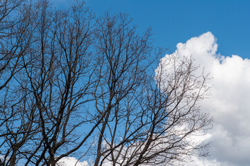 Dark branches of trees without leaves on a background of blue sky with a white cloud. View from below.