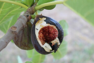 Ripe figs are damaged because of the gnawing of birds.