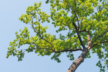 Beautiful oak tree branches with green leaves on a background of blue sky. View from below.