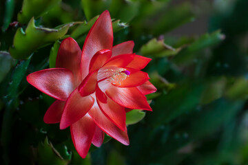 Fiore di natalina
