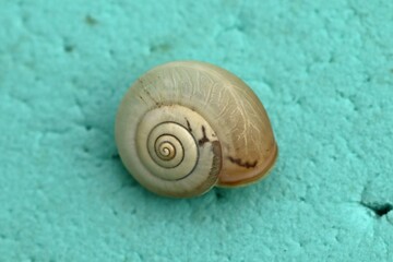 Kart&auml;userschnecke (Monacha cartusiana)