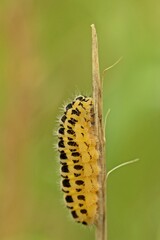 Raupe des Sechsfleck-Widderchens (Zygaena filipendulae) kurz vor der Verpuppung.
