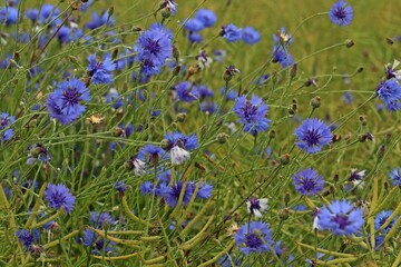 Blühende Kornblumen (Cyanus segetum) im Rapsfeld