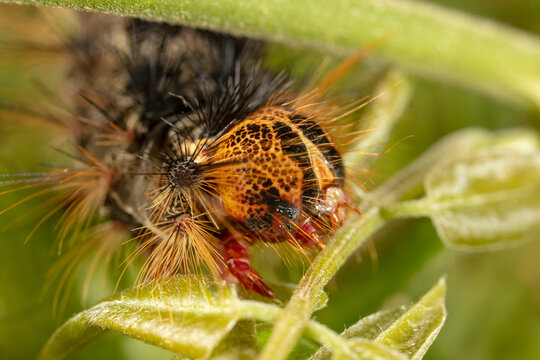 Orange and black Caterpillar of the Gypsy Moth (Lymantria dispar) with big spines on a green leaf