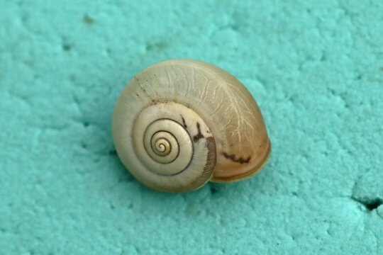 Kart&auml;userschnecke (Monacha cartusiana)