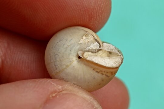 Kart&auml;userschnecke (Monacha cartusiana) von unten
