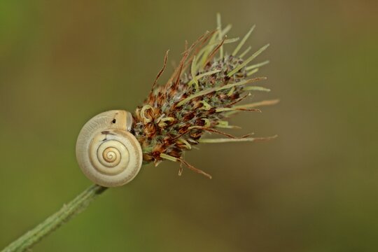 Kart&auml;userschnecke (Monacha cartusiana)