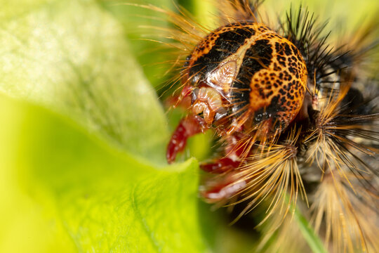 Orange and black Caterpillar of the Gypsy Moth (Lymantria dispar) with big spines on a green leaf