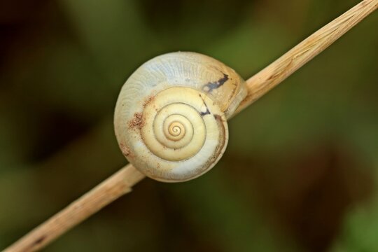 Kart&auml;userschnecke (Monacha cartusiana)