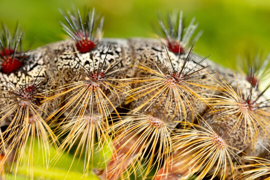 Orange and black Caterpillar of the Gypsy Moth (Lymantria dispar) with big spines on a green leaf