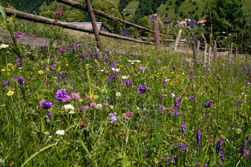 summer flowers in the field