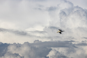 Fototapeta na wymiar Flying seagull in the stormy sky