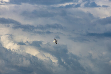 Flying seagull in the stormy sky