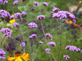 Obraz premium flowers in allotment