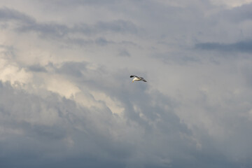 Flying seagull in the stormy sky